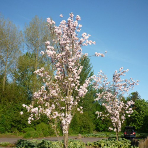 Prunus Amanogawa Japanese Flowering Cherry Bareroot Tree 150-165cm | ScotPlants Direct